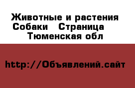 Животные и растения Собаки - Страница 2 . Тюменская обл.